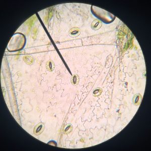 stomata R