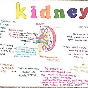 kidney poster