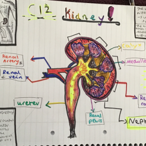 samantha_halcrow_year-10-biology_2020-05-05_3350